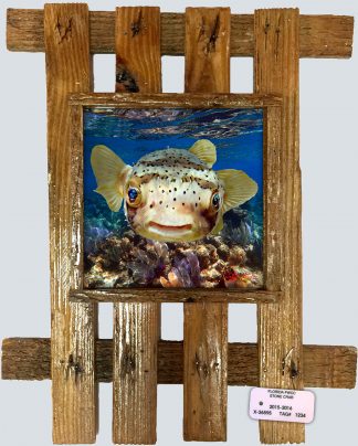 "Puffer over the Reef"