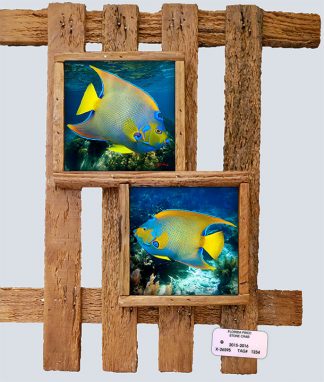 "Queen Angelfish"