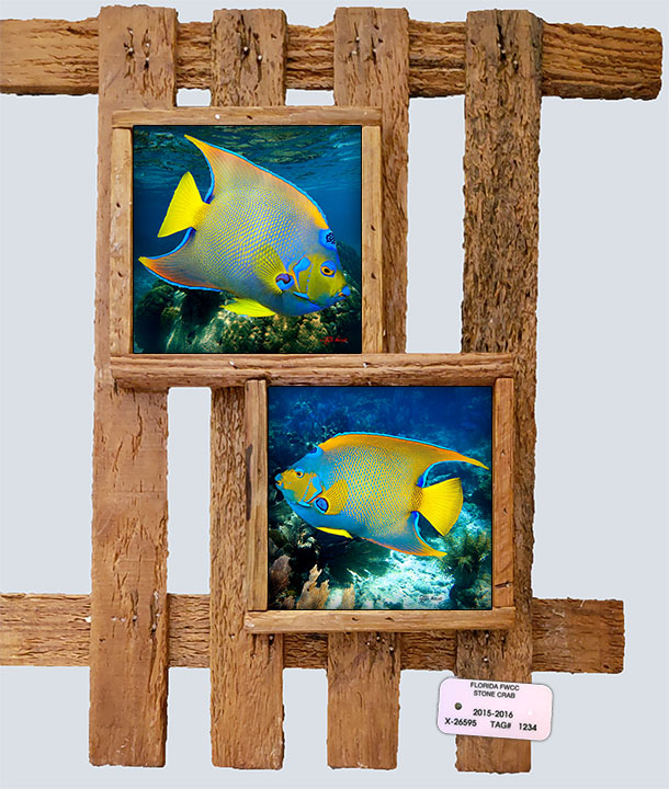 "Queen Angelfish"