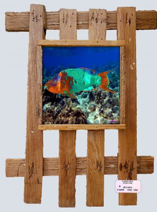 "Super Male Parrotfish"