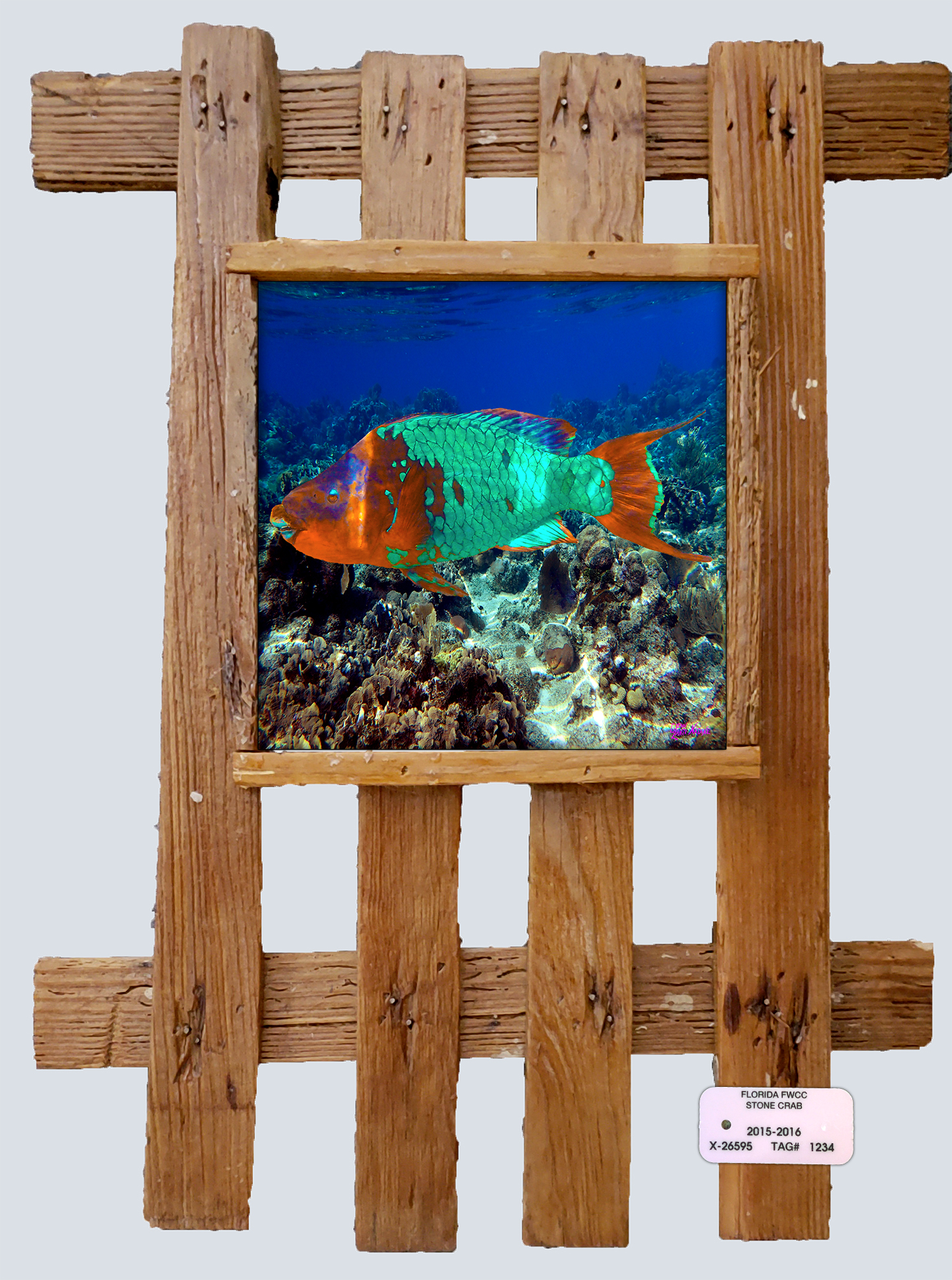 "Super Male Parrotfish"