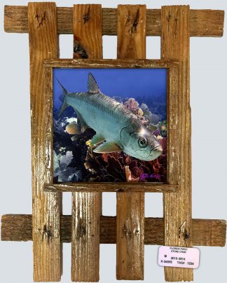 "Tarpon Among the Fans"
