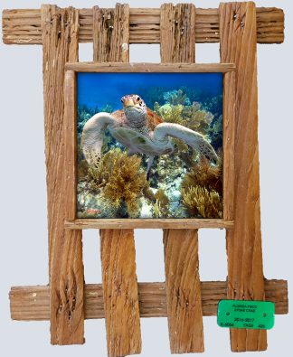 "Turtle 1"