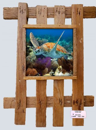 "Turtle 2"
