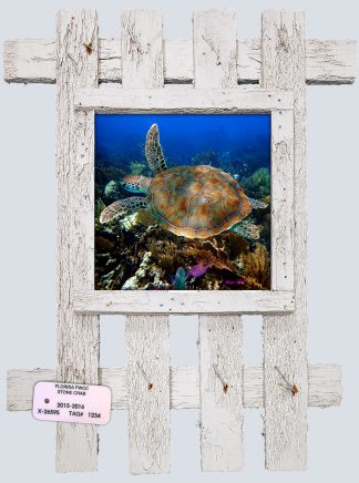 "Turtle 47"