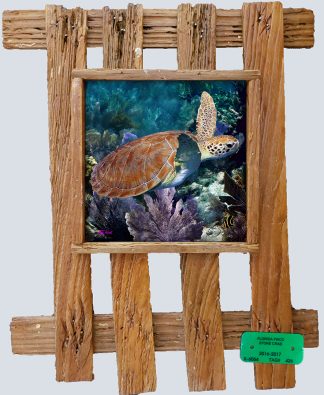 "Turtle 51"