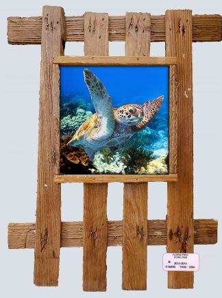 "Turtle 61"