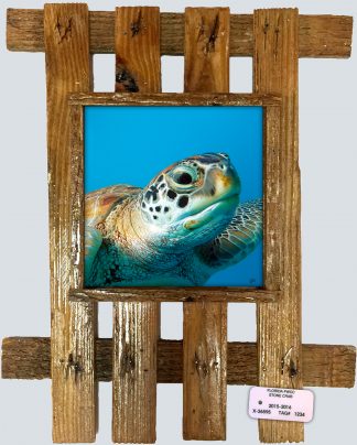 "Turtle 889"