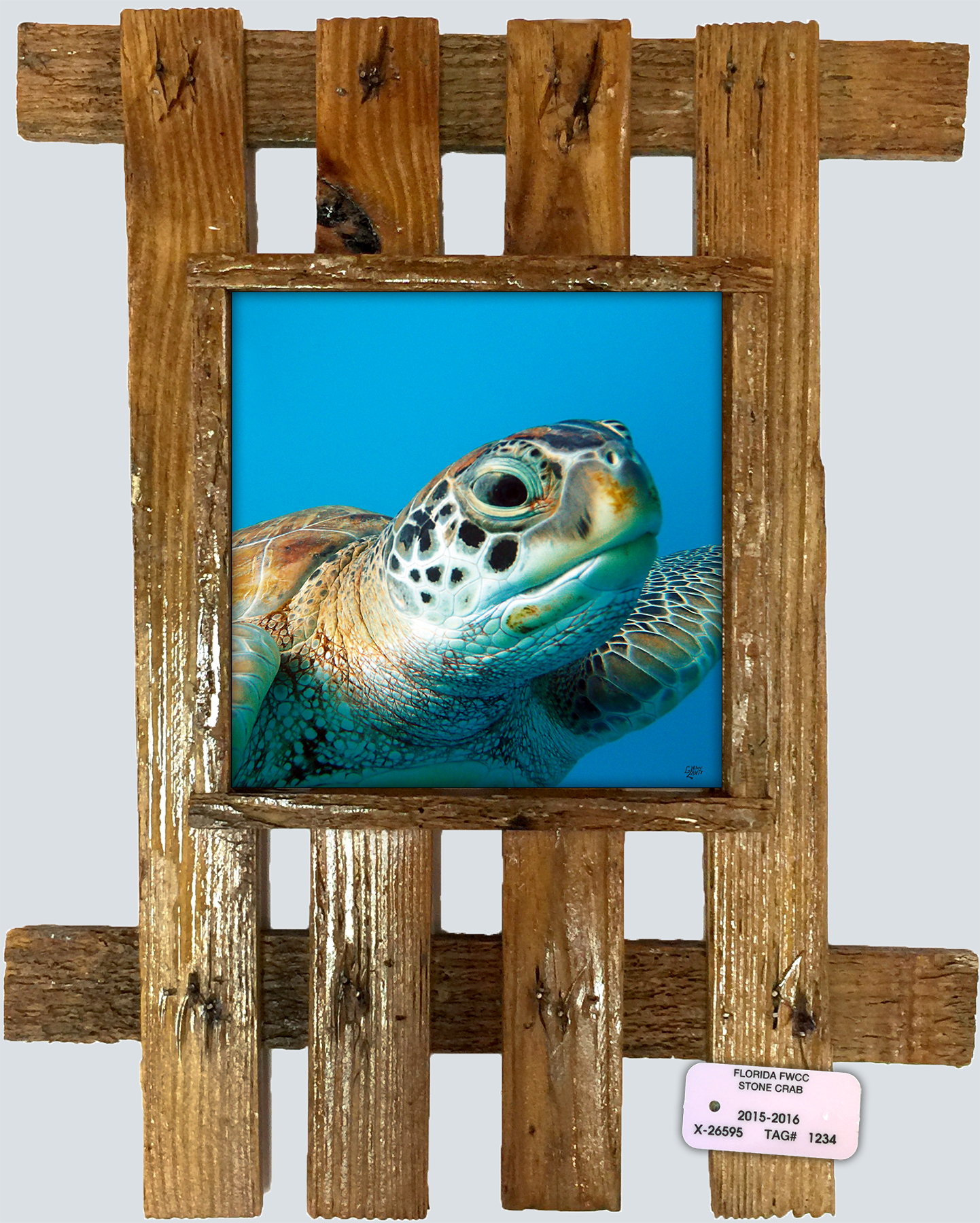 "Turtle 889"