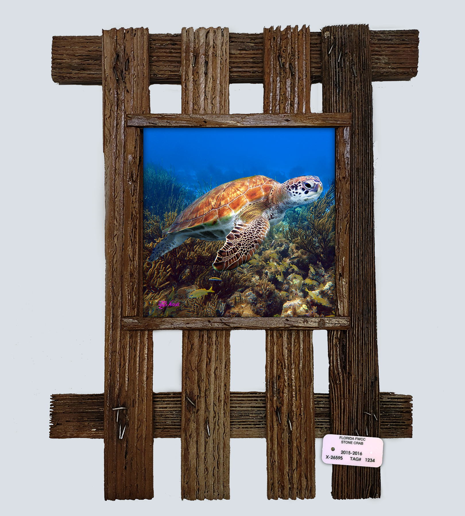 "Turtle and a School of Grunts"