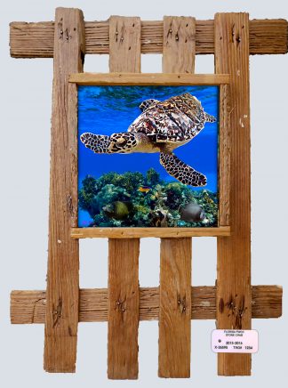 "Turtle and Coral Reef"