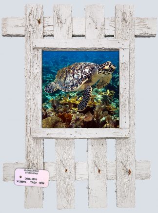 "Turtle and Eel"