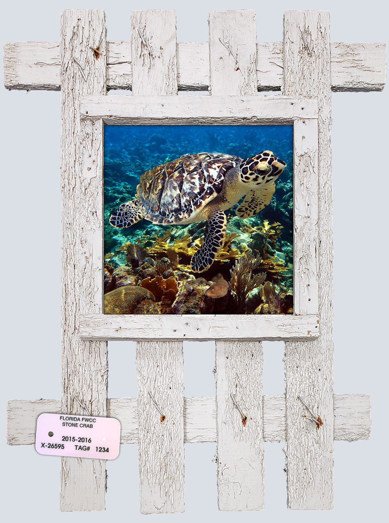 "Turtle and Eel"