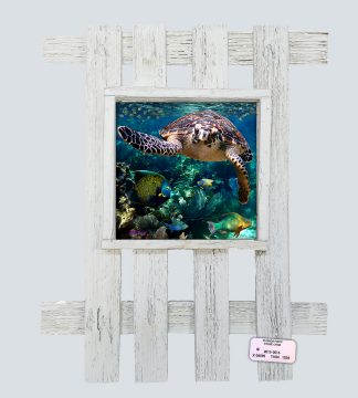 "Turtle and Friends"
