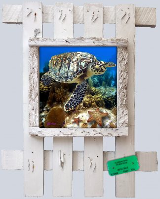 "Turtle and Starfish"