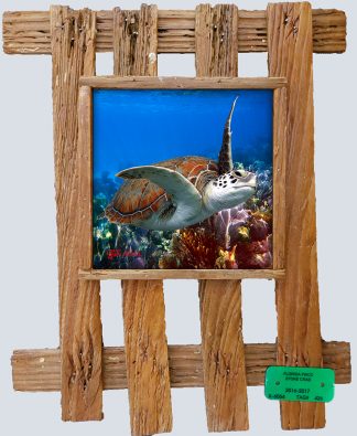 "Turtle at Carysfort"