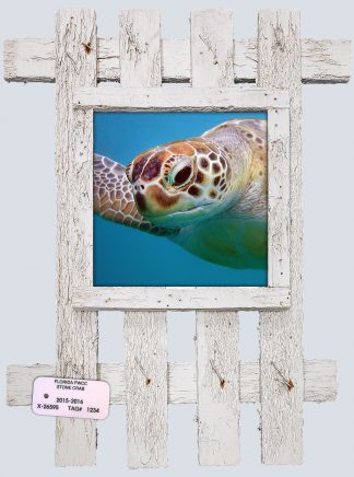 "Turtle Barbados"