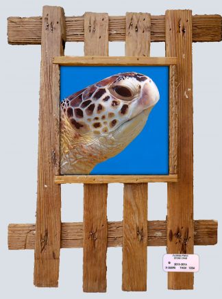 "Turtle Head"
