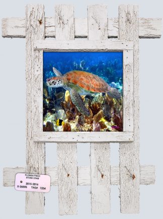 "Turtle in the Shallows"