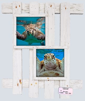 "Turtles Up Close"