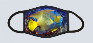 "Queen Angelfish"