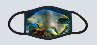 "Blue Angelfish"