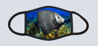 "Grey Angelfish"