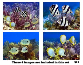 Butterfly Fish Set