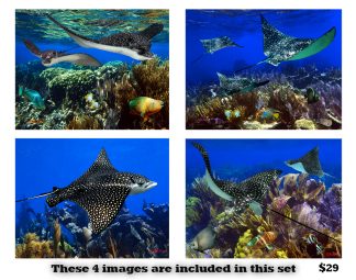 Eagle Ray Set