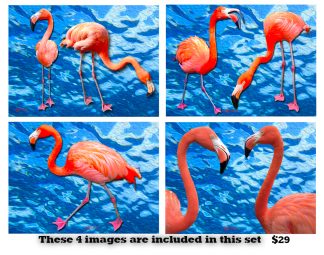 Flamingos Set