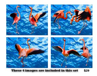 Flapping Flamingos Set