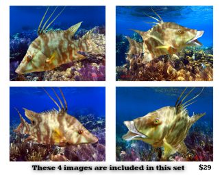 Hogfish Set