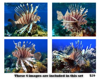 Lionfish Set