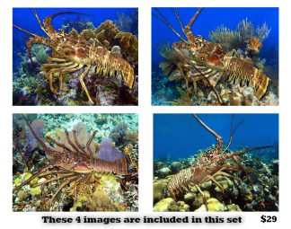 Lobster Set