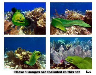 Moray Eel Set