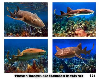 Nurse Shark Set