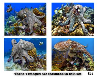 Octopus Set