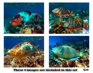 Parrotfish Set