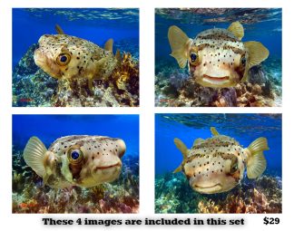 Pufferfish Set