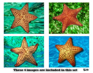 Sea Star Set