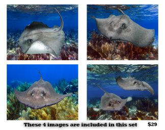 Stingray Set