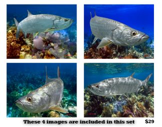 Tarpon Set