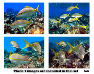 Yellowtail Snapper Set