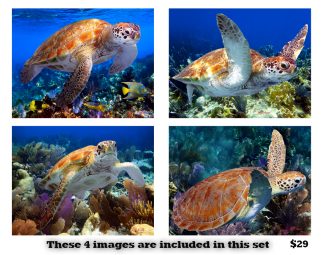 Turtle Set
