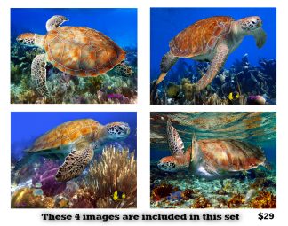 Turtle 2 Set