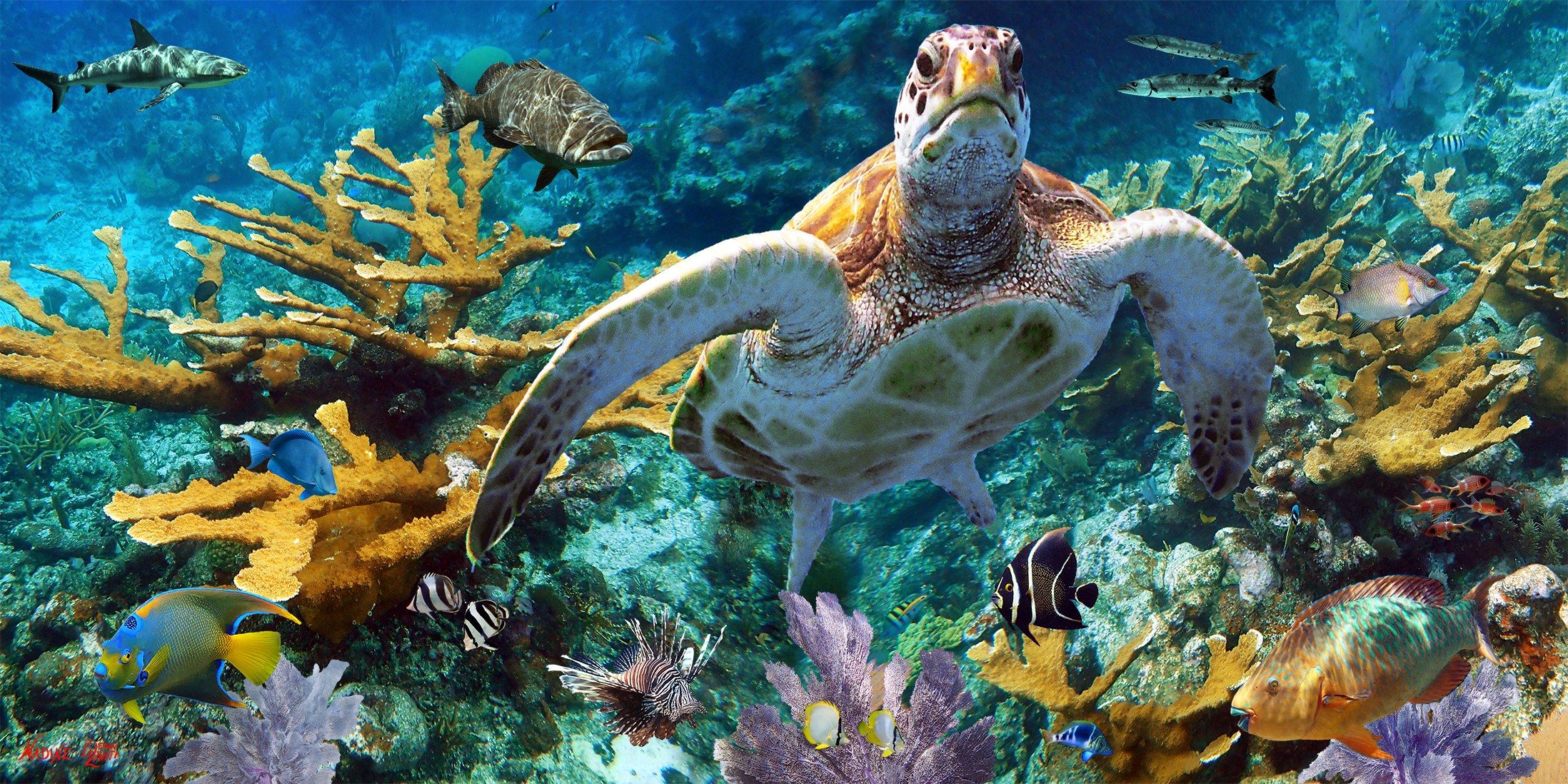 Sea turtle swimming above a colorful coral reef — 7 Leagues Under the Sea